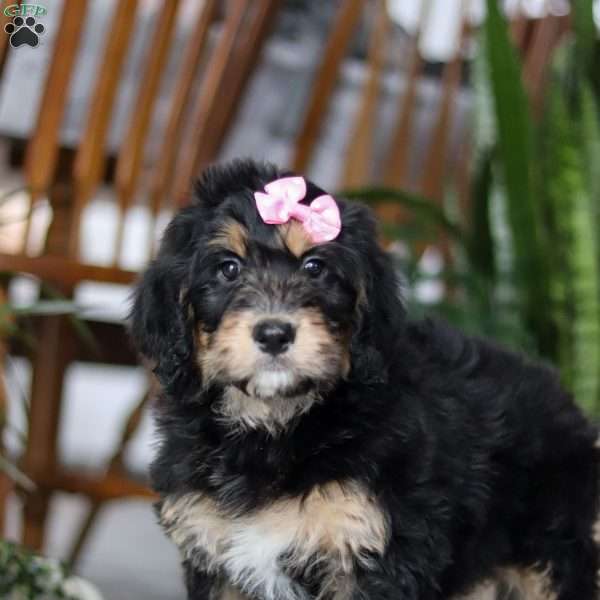 Espresso, Bernedoodle Puppy