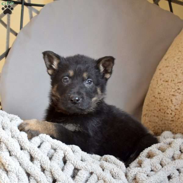 Espresso, German Shepherd Puppy