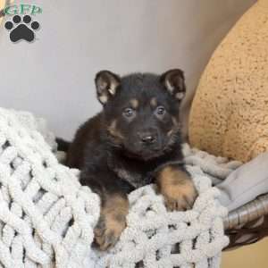 Espresso, German Shepherd Puppy