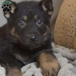 Espresso, German Shepherd Puppy