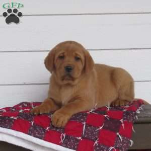 Espresso, Fox Red Labrador Retriever Puppy