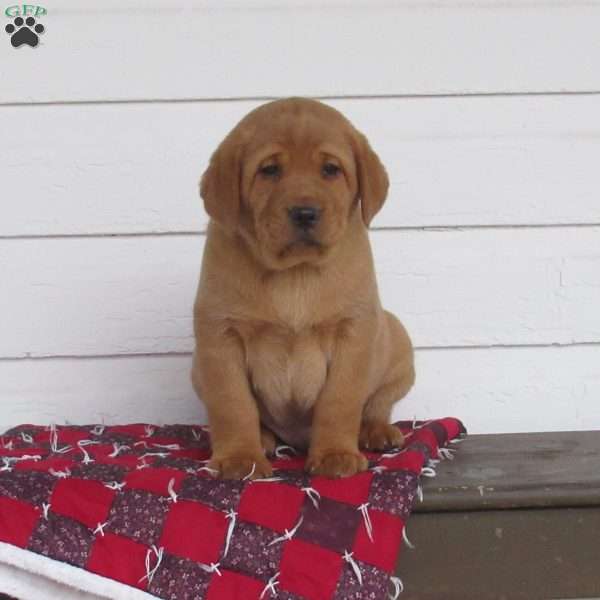 Espresso, Fox Red Labrador Retriever Puppy