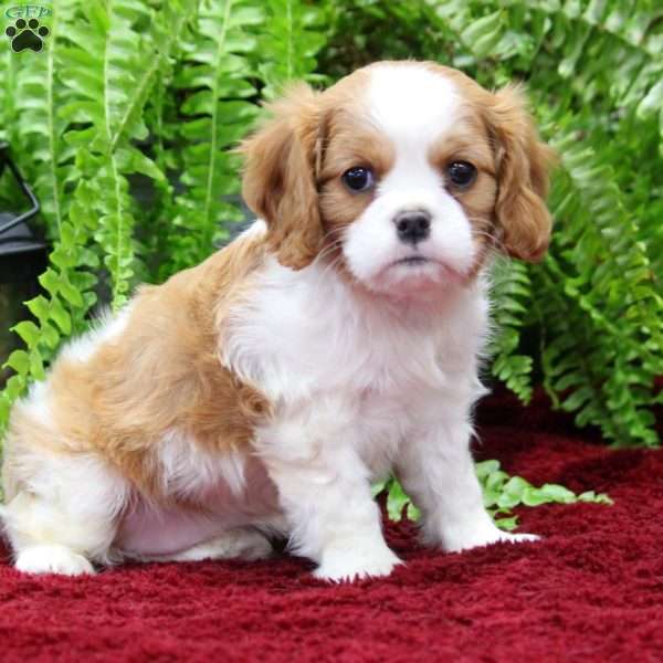 Esther, Cavalier King Charles Spaniel Puppy