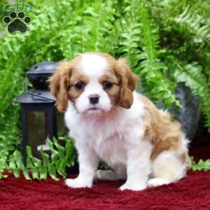 Esther, Cavalier King Charles Spaniel Puppy