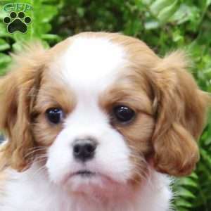 Esther, Cavalier King Charles Spaniel Puppy