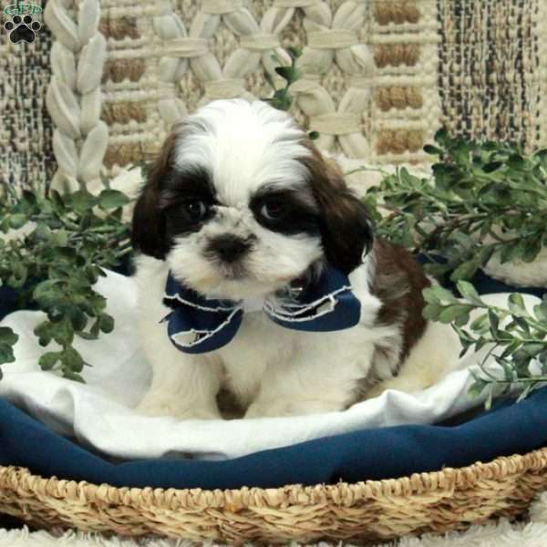 Ethan, Shih Tzu Puppy