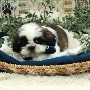 Ethan, Shih Tzu Puppy