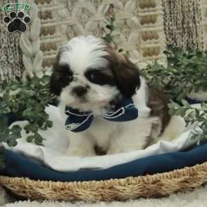 Ethan, Shih Tzu Puppy