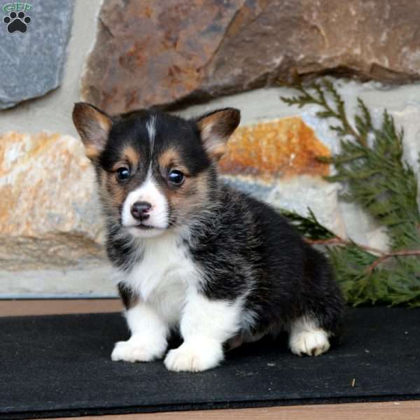 Ethan, Pembroke Welsh Corgi Puppy