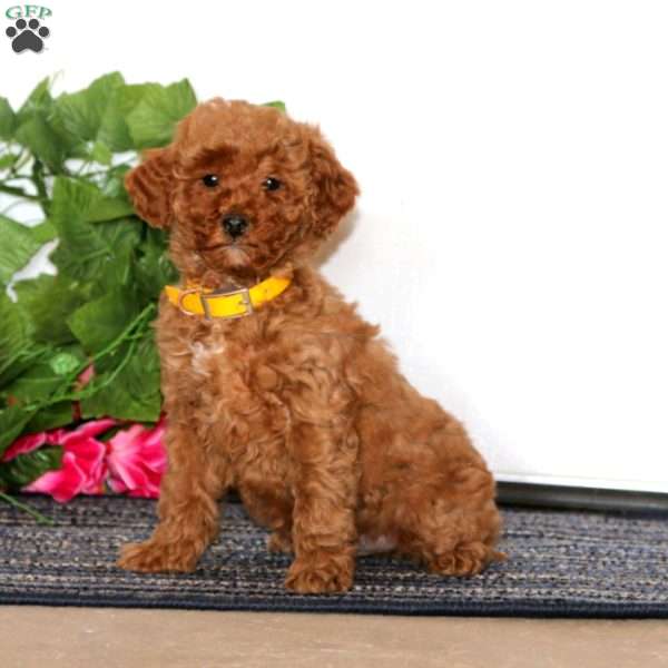 Ethan, Miniature Poodle Puppy