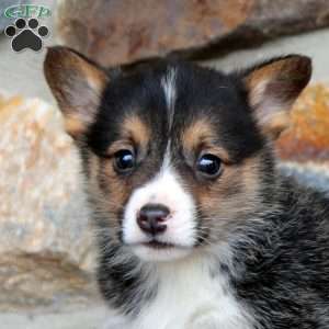 Ethan, Pembroke Welsh Corgi Puppy