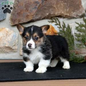 Ethan, Pembroke Welsh Corgi Puppy