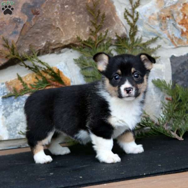 Eva, Pembroke Welsh Corgi Puppy