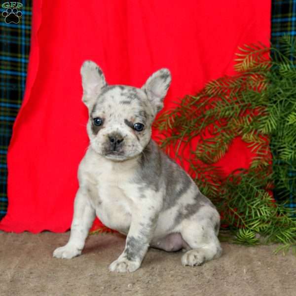 Eva, French Bulldog Puppy