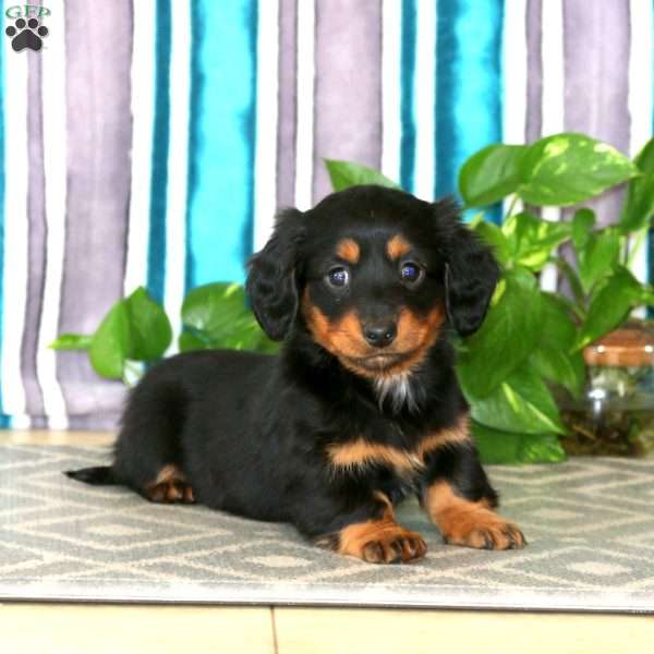 Eva, Dachshund Puppy