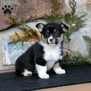 Eva, Pembroke Welsh Corgi Puppy