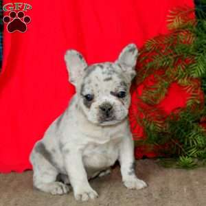 Eva, French Bulldog Puppy