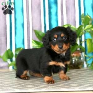 Eva, Dachshund Puppy