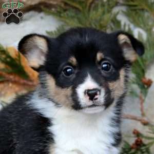 Eva, Pembroke Welsh Corgi Puppy