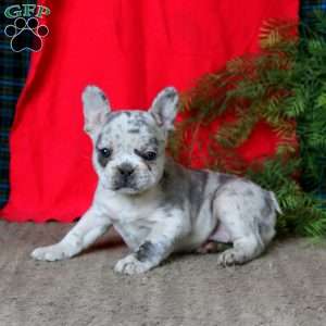 Eva, French Bulldog Puppy