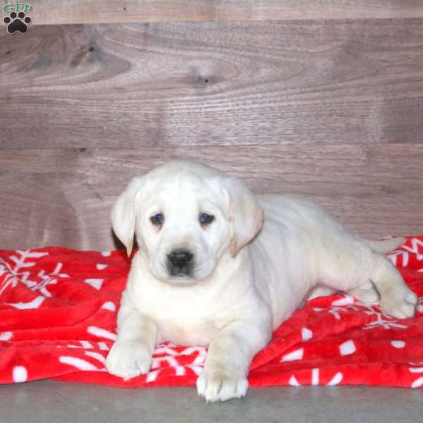 Evan, Yellow Labrador Retriever Puppy