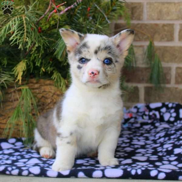 Evan, Pembroke Welsh Corgi Puppy