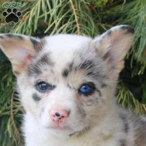 Evan, Pembroke Welsh Corgi Puppy