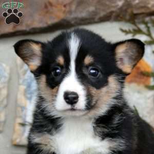 Evan, Pembroke Welsh Corgi Puppy