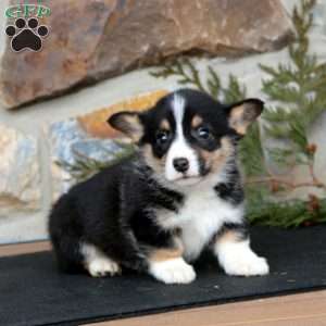 Evan, Pembroke Welsh Corgi Puppy