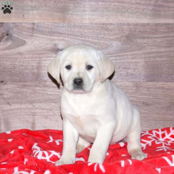 Evelyn, Yellow Labrador Retriever Puppy