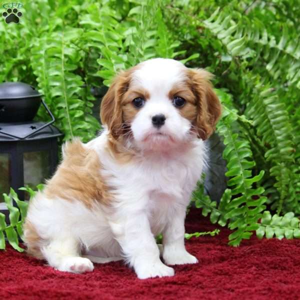 Evelyn, Cavalier King Charles Spaniel Puppy