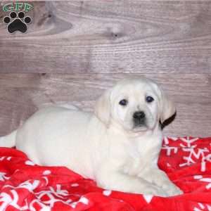 Evelyn, Yellow Labrador Retriever Puppy