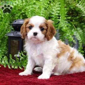 Evelyn, Cavalier King Charles Spaniel Puppy