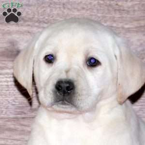 Evelyn, Yellow Labrador Retriever Puppy