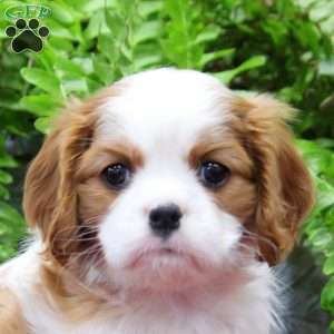 Evelyn, Cavalier King Charles Spaniel Puppy