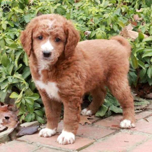 Everest, Mini Goldendoodle Puppy