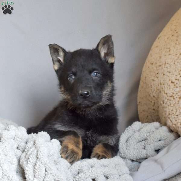 Everest, German Shepherd Puppy