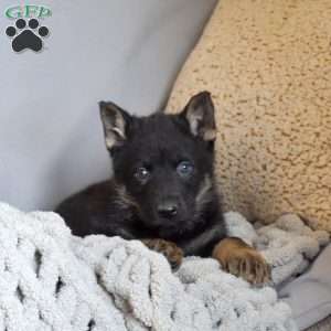 Everest, German Shepherd Puppy