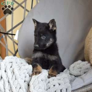 Everest, German Shepherd Puppy