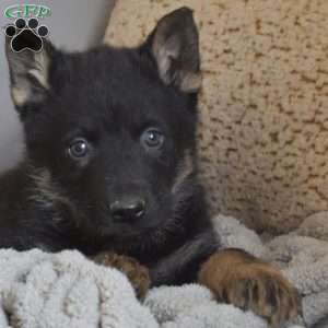 Everest, German Shepherd Puppy