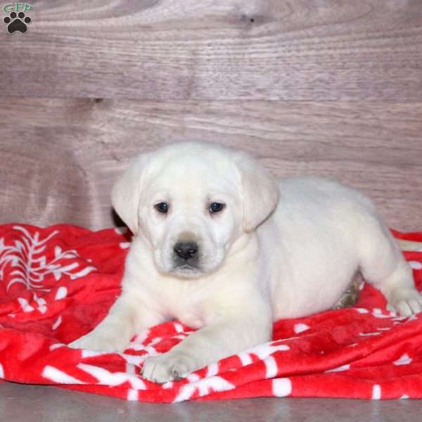 Evie, Yellow Labrador Retriever Puppy