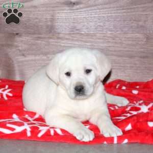 Evie, Yellow Labrador Retriever Puppy