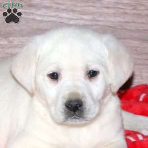 Evie, Yellow Labrador Retriever Puppy