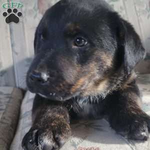 Junior, Labrador Mix Puppy