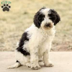 Trevor, Mini Sheepadoodle Puppy