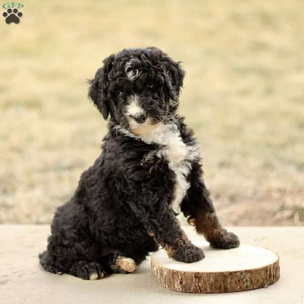 Bandit, Mini Bernedoodle Puppy