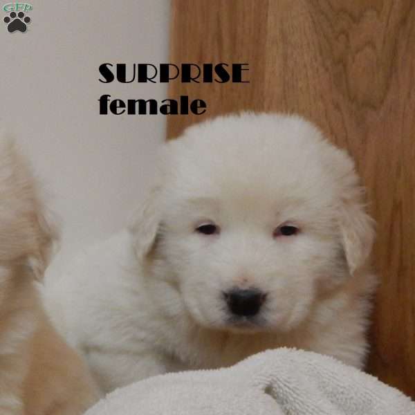 Surprise, Great Pyrenees Puppy