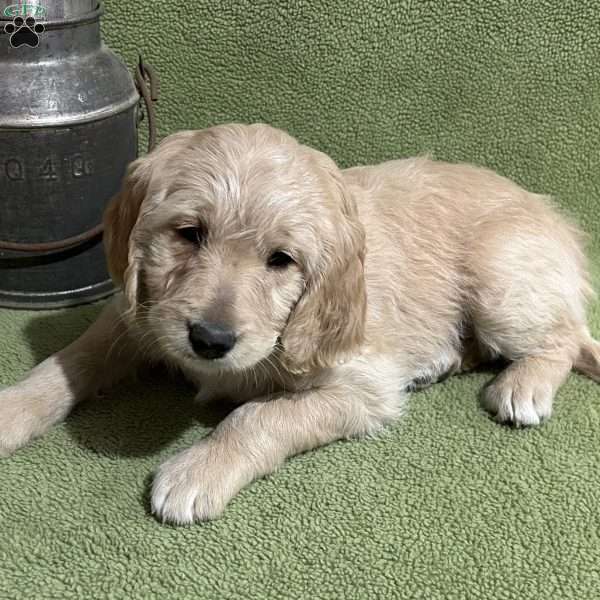 TINSEL, Goldendoodle Puppy