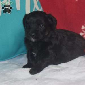 Quincy, Aussiedoodle Puppy