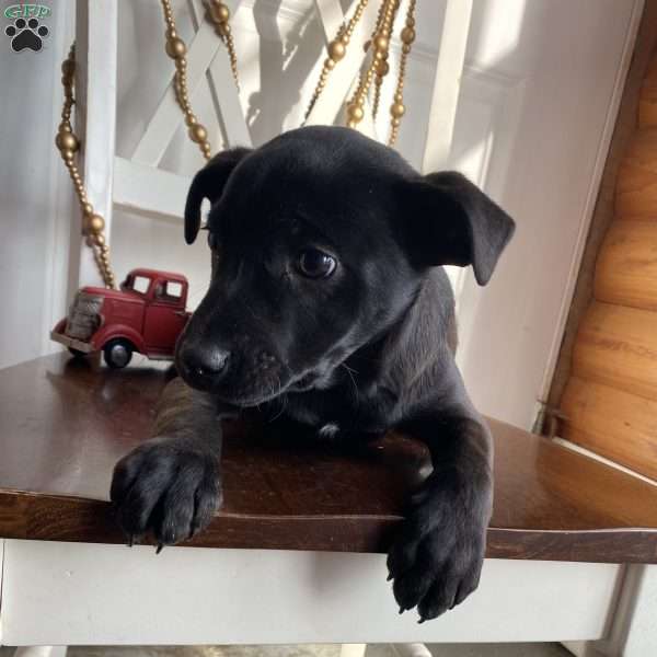 Chase, Labrador Mix Puppy